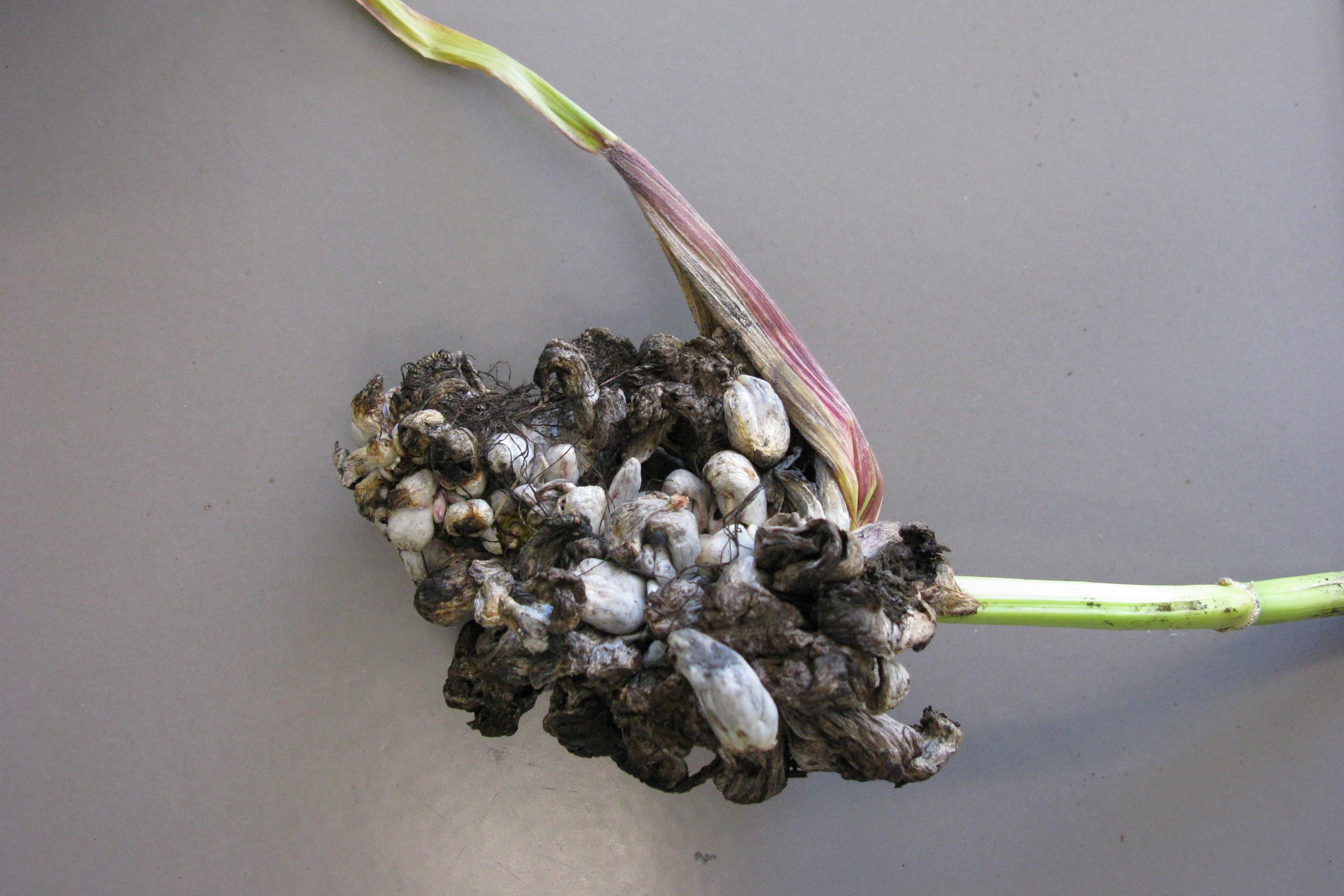 Von Ustilago infizierter Maiskolben