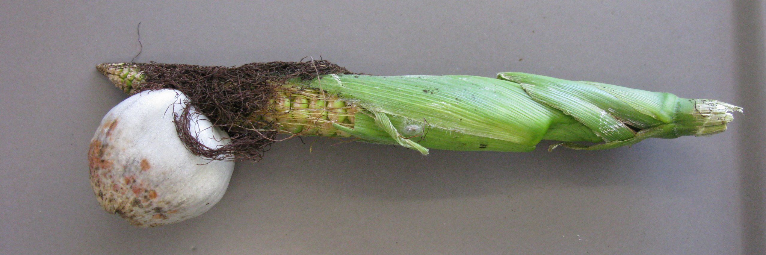 Von einem Brandpilz befallener Maiskolben