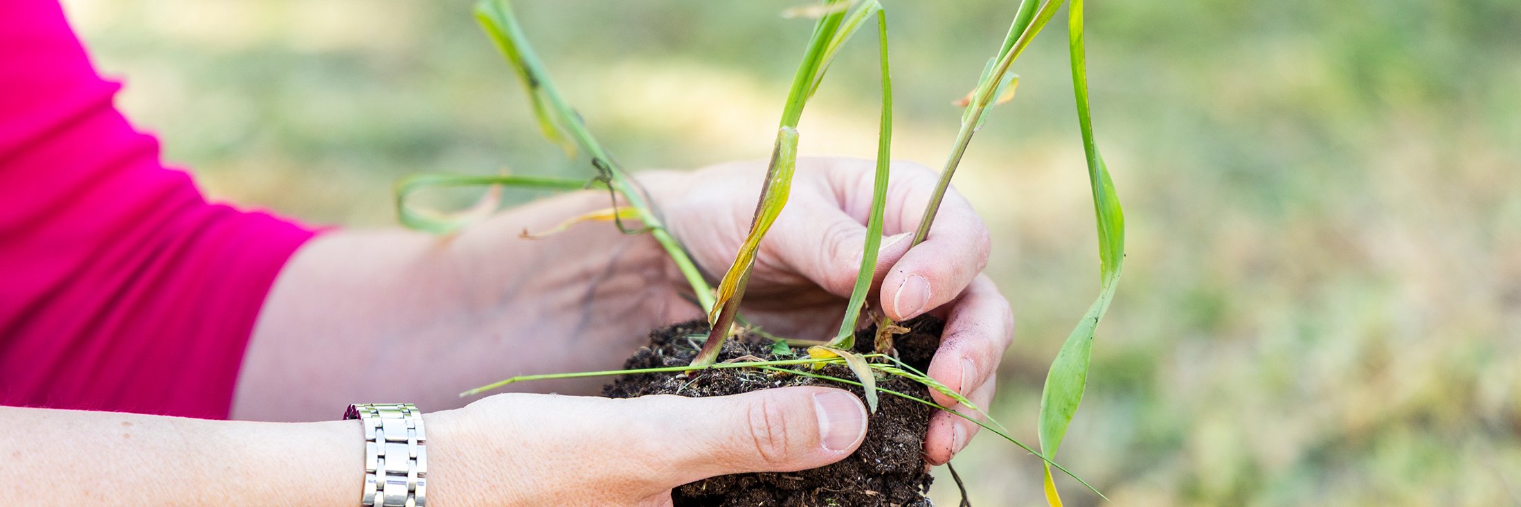 Hände halten kleinen Mais-Setzling
