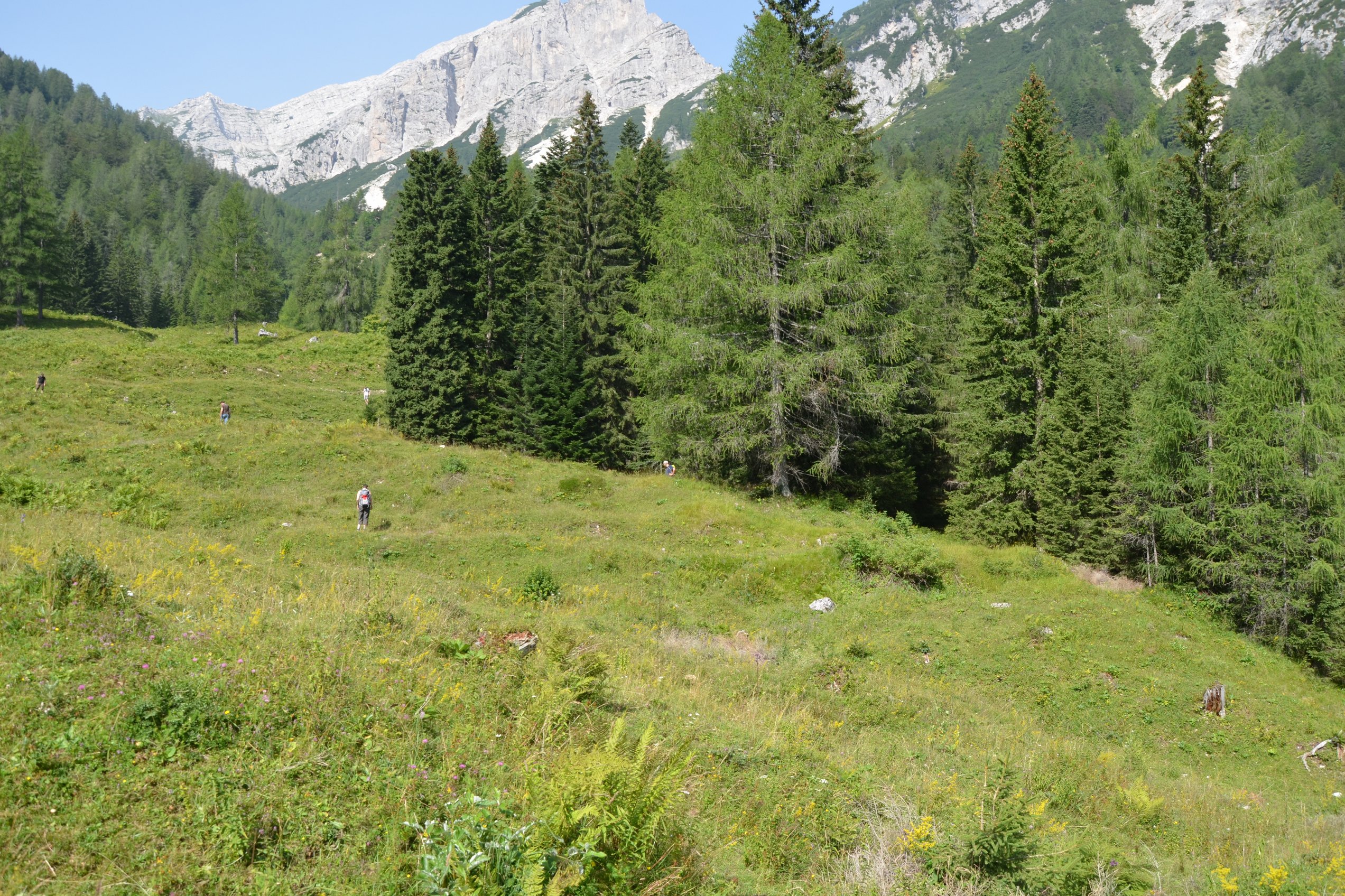 Studierende auf einer Almwiese auf der Suche nach Thecaphora-befallenen Pflanzen