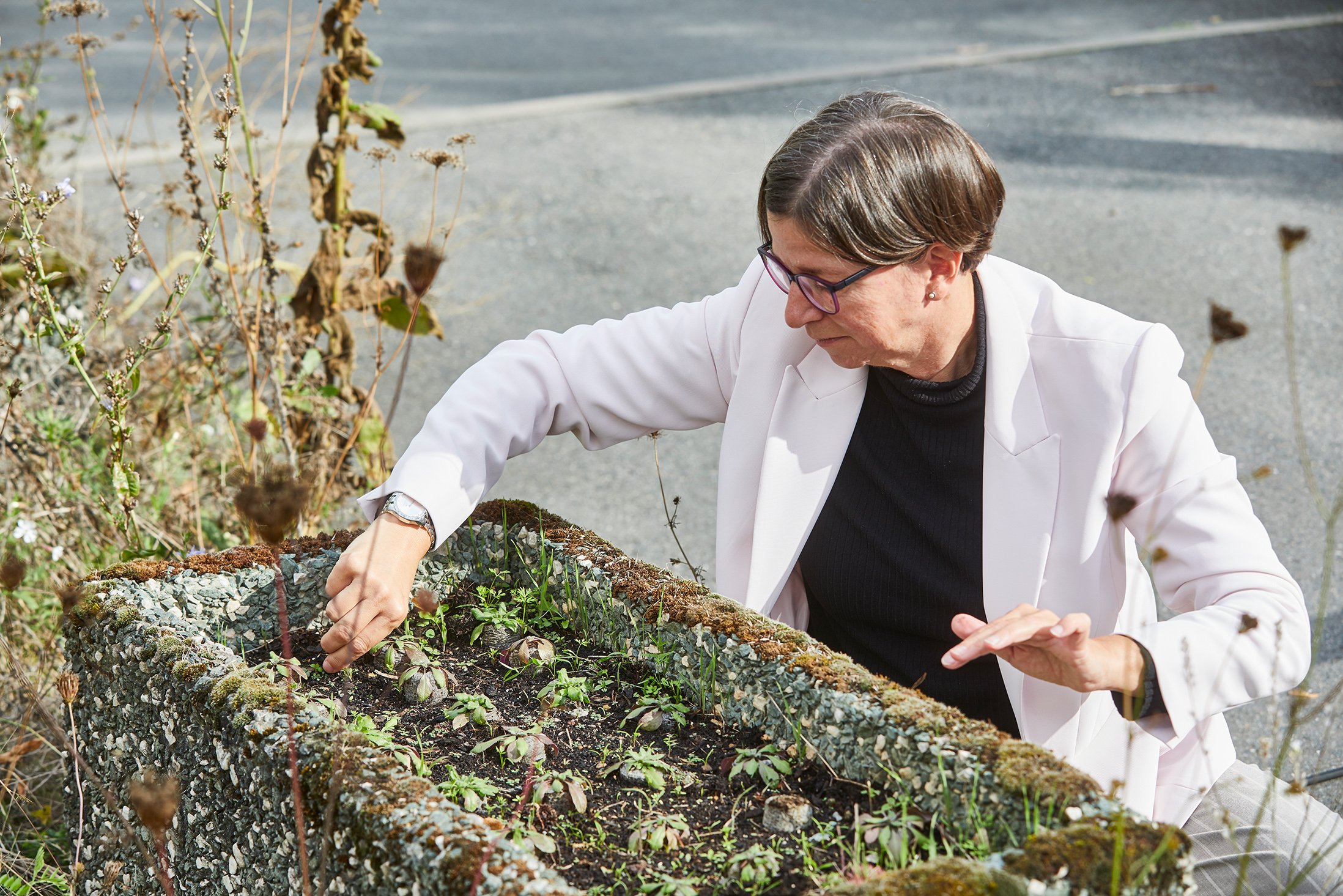 Prof. Göhre zupft Unkraut im Waschbetonkübel