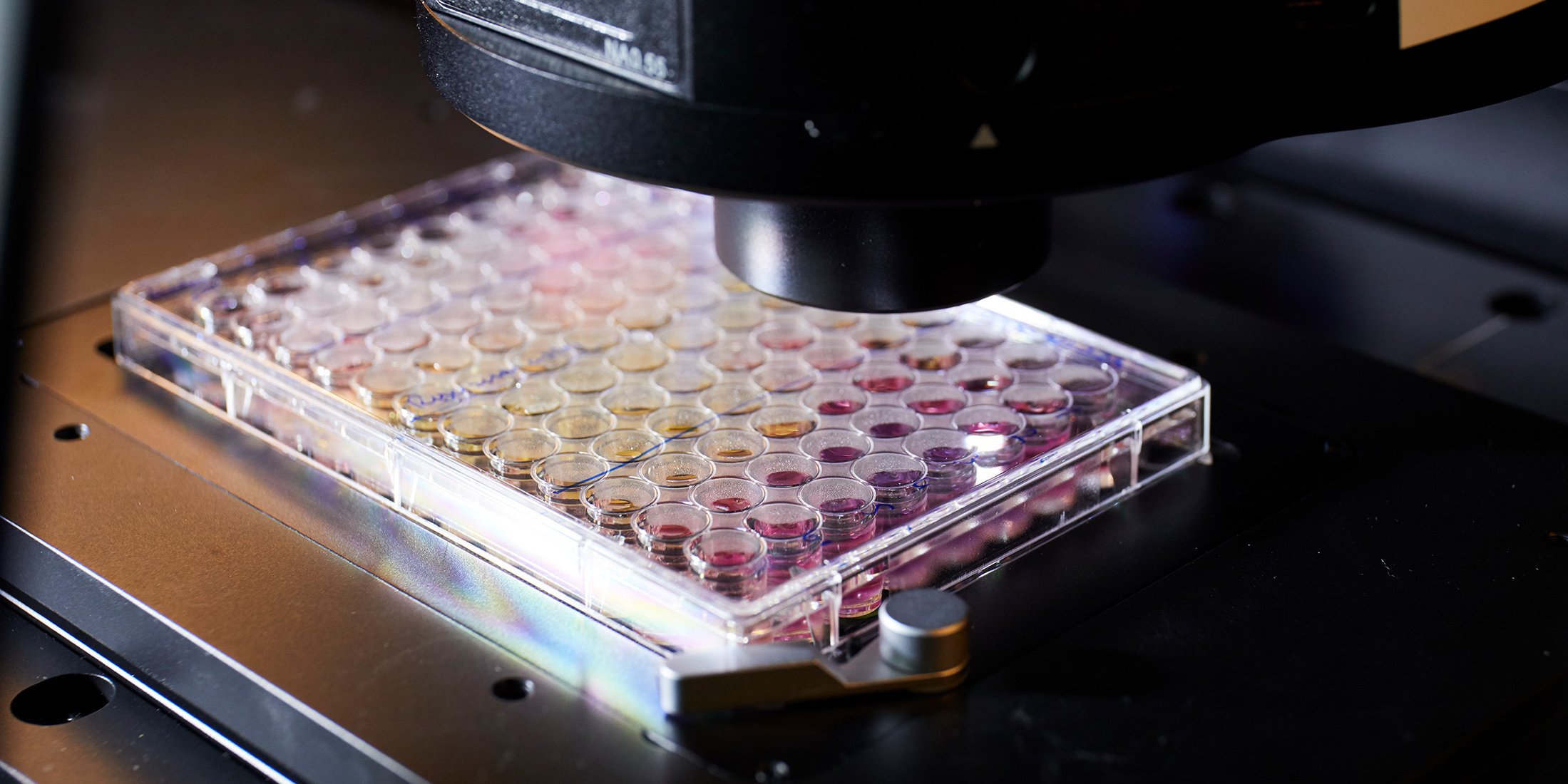 Nahaufnahme der Mikrotiterplatte unter dem Objektiv des Mikroskops