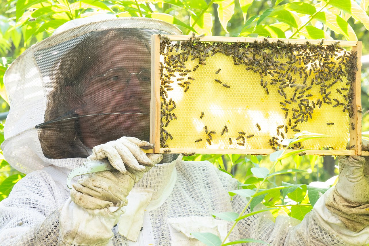 Professor Zinn im Schutzanzug hält einen Wabenrahmen in der Hand und betrachtet die Bienen