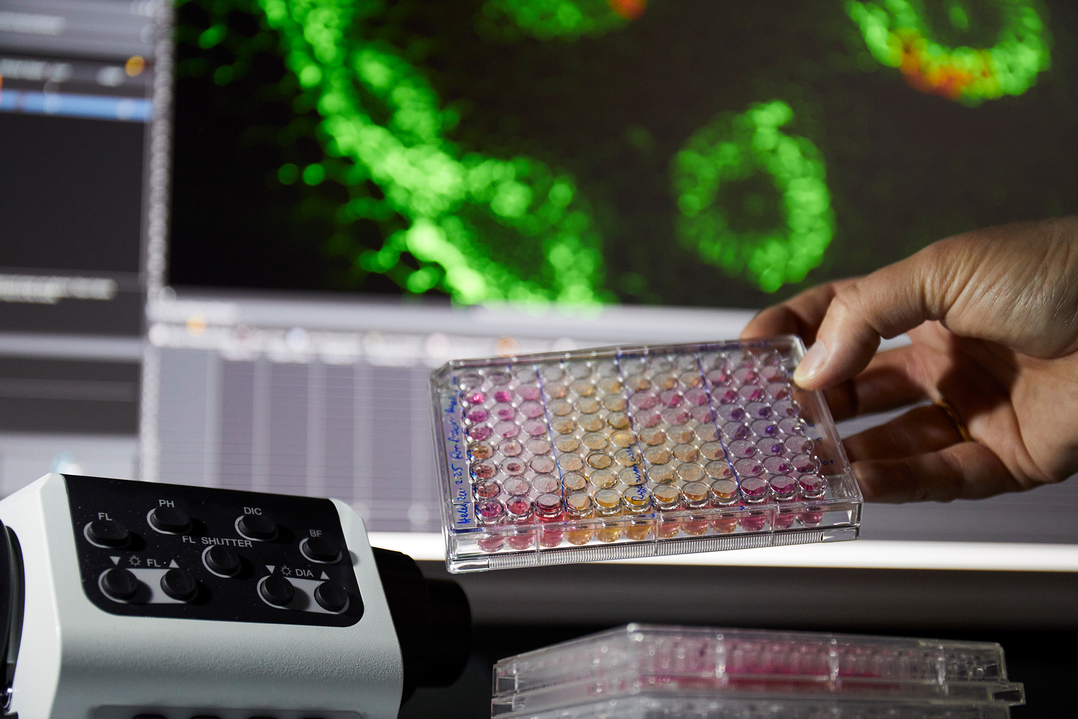 Hand, holding a microtiter plate